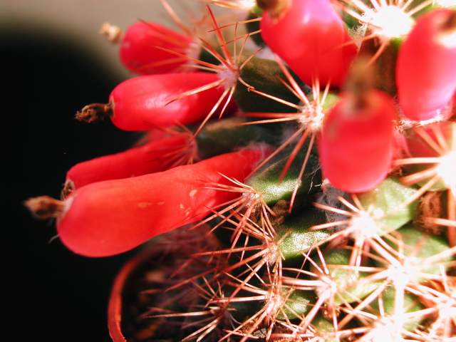 Mammillaria pseudosimplex (2).jpg